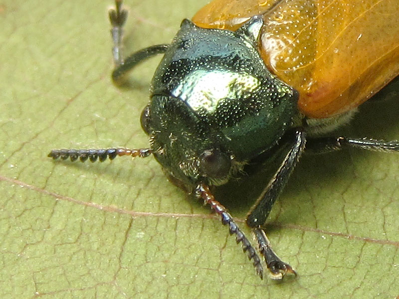 Chrysomelidae: Labidostomis ?  S, Labidostomis  cyanicornis, femmina